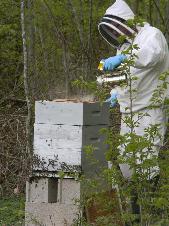 Exploitant apicole