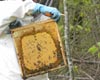 Début prometteur pour le système Beetracking