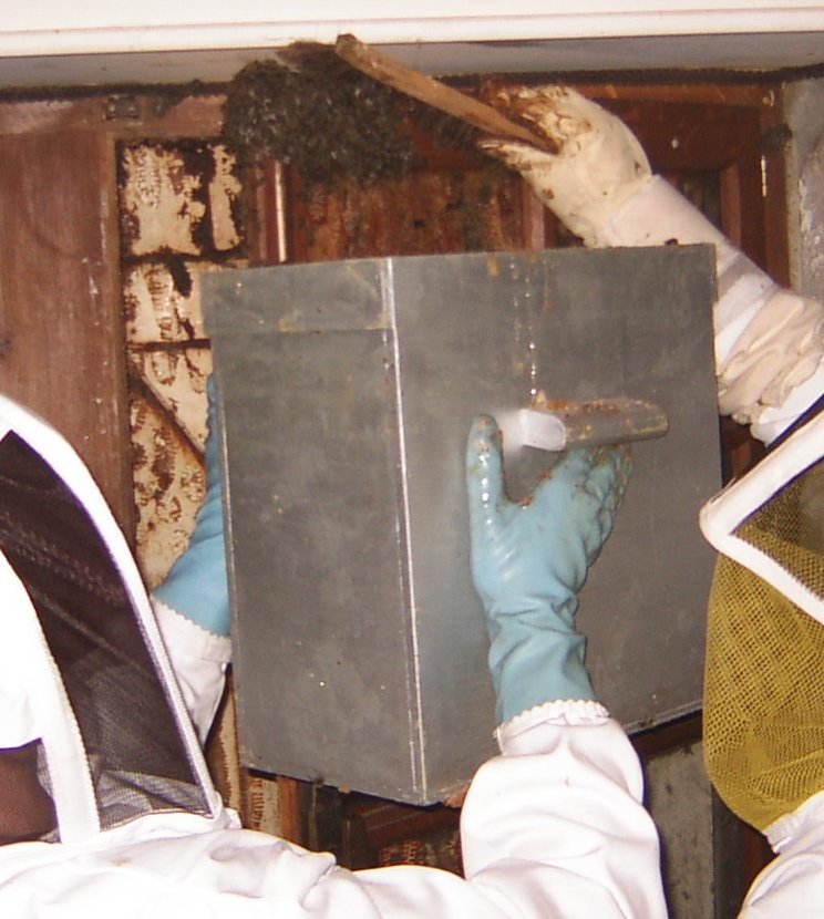 Récupération d'une grappe d'abeilles
