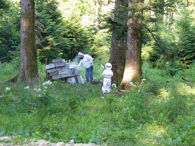 Ruches Voirnot au sapin