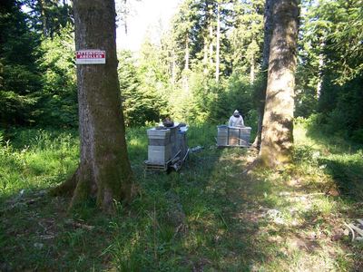 Ruches Voirnot au sapin